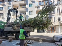 Засаждат 200 липи по ремонтираните участъци на ул. „Патриарх Евтимий“ в Бургас