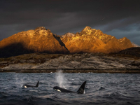 Договорът за открито море влезе в сила, ще спаси ли океаните?