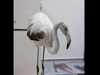 Екоиснпектори спасиха заблудено фламинго