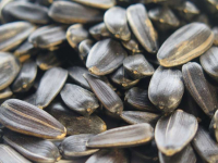 Открити са опасни вещества в слънчогледа, пристигнал с кораби от Аржентина