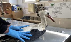 Щъркелът Антон от параклиса във Ветрен се възстановява успешно