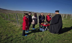 В Лозенец и Фазаново зарязаха ритуално лозята за здраве и берекет
