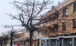 Продължава диалогът за зеления облик на централната пешеходна улица в Поморие