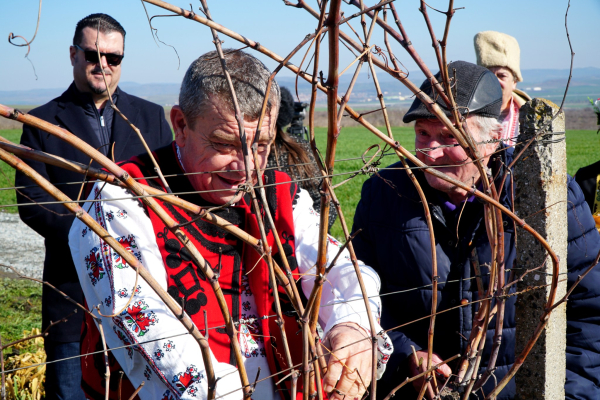 В Камено зарязаха лозята с едни от най-опитните майстори на виното 