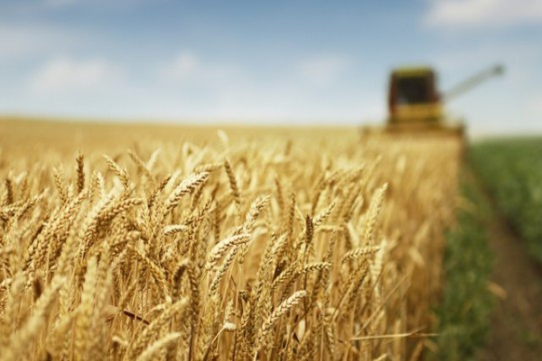 Проданов: Ръстът на горивата увеличава разходите с до 10 евро на декар пшеница