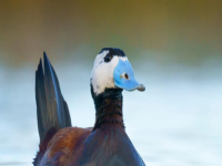 Нов рекорден брой тръноопашати потапници е установен у нас