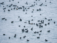 Расте броят на зимуващите у нас водолюбиви птици, показва среднозимното преброяване