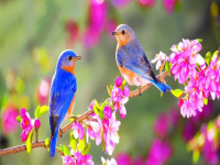 Астрономическата пролет настъпва днес