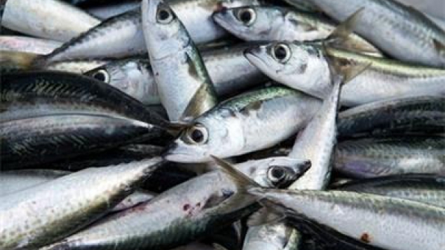 Данъчни откриха нарушения при търговци на риба 
